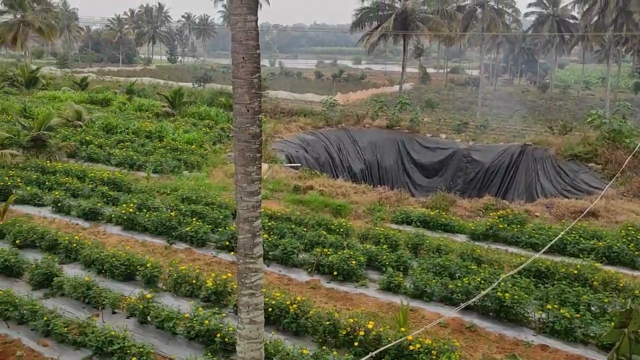 Sendu poo cultivation with nature#shorts