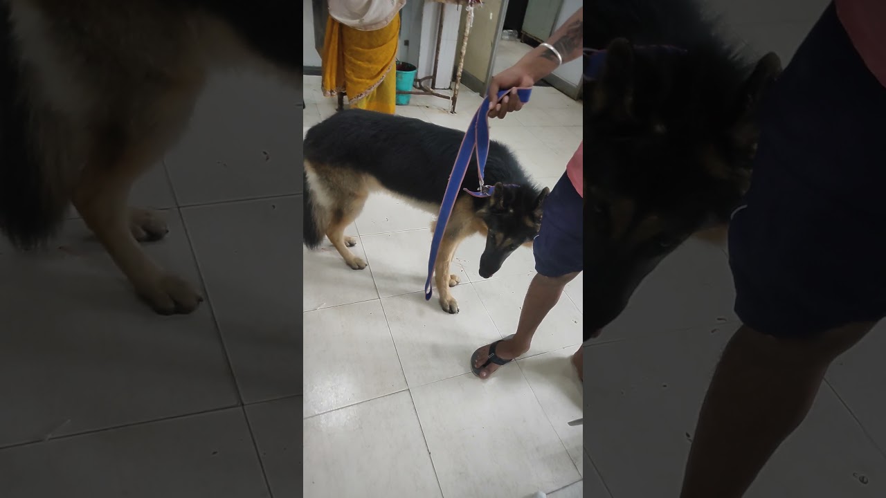 😍my learning point 😍#vetlife#state veterinary hospital Bhopal jahangirabad