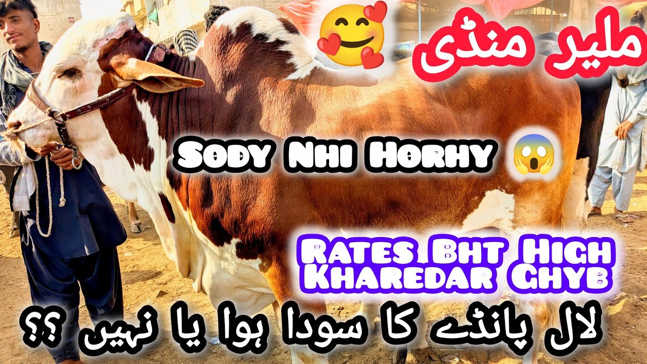 Malir Mandi Latest Update 🥰 Khareedar Ghayb Beopari Pareshan 😱 Hfu Cattles Info 💥❣️