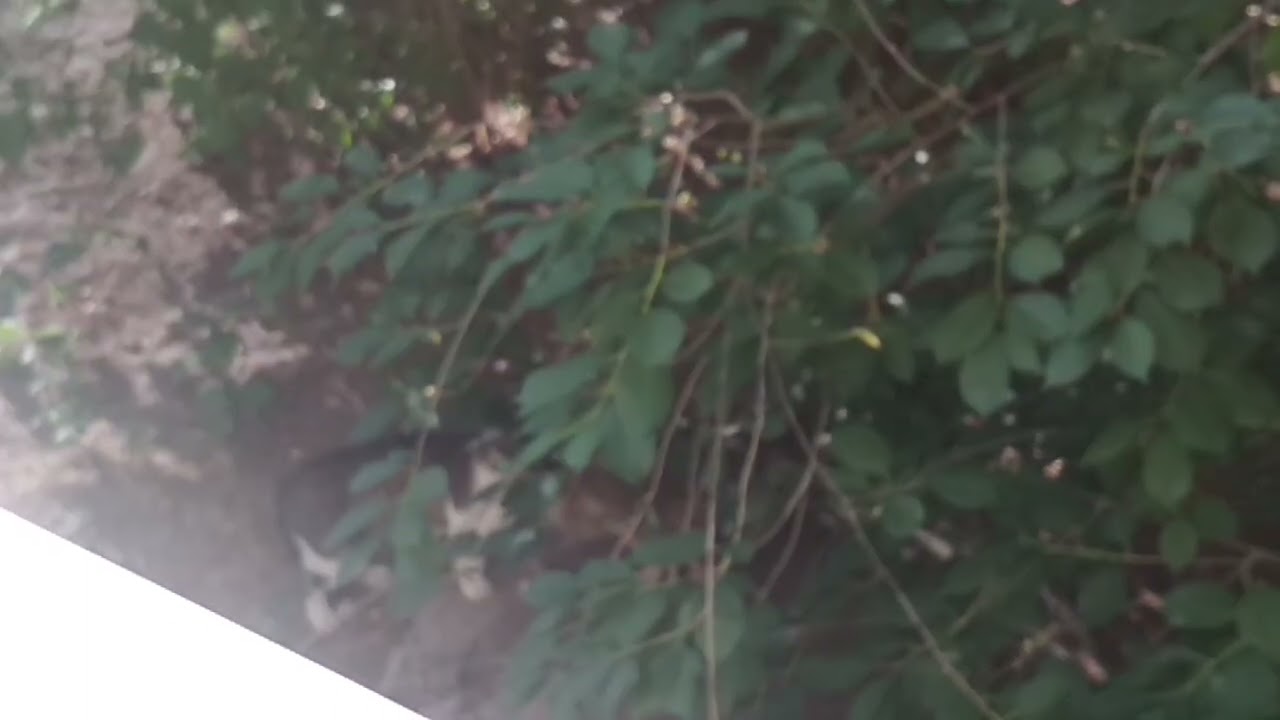VID 20230621 175651