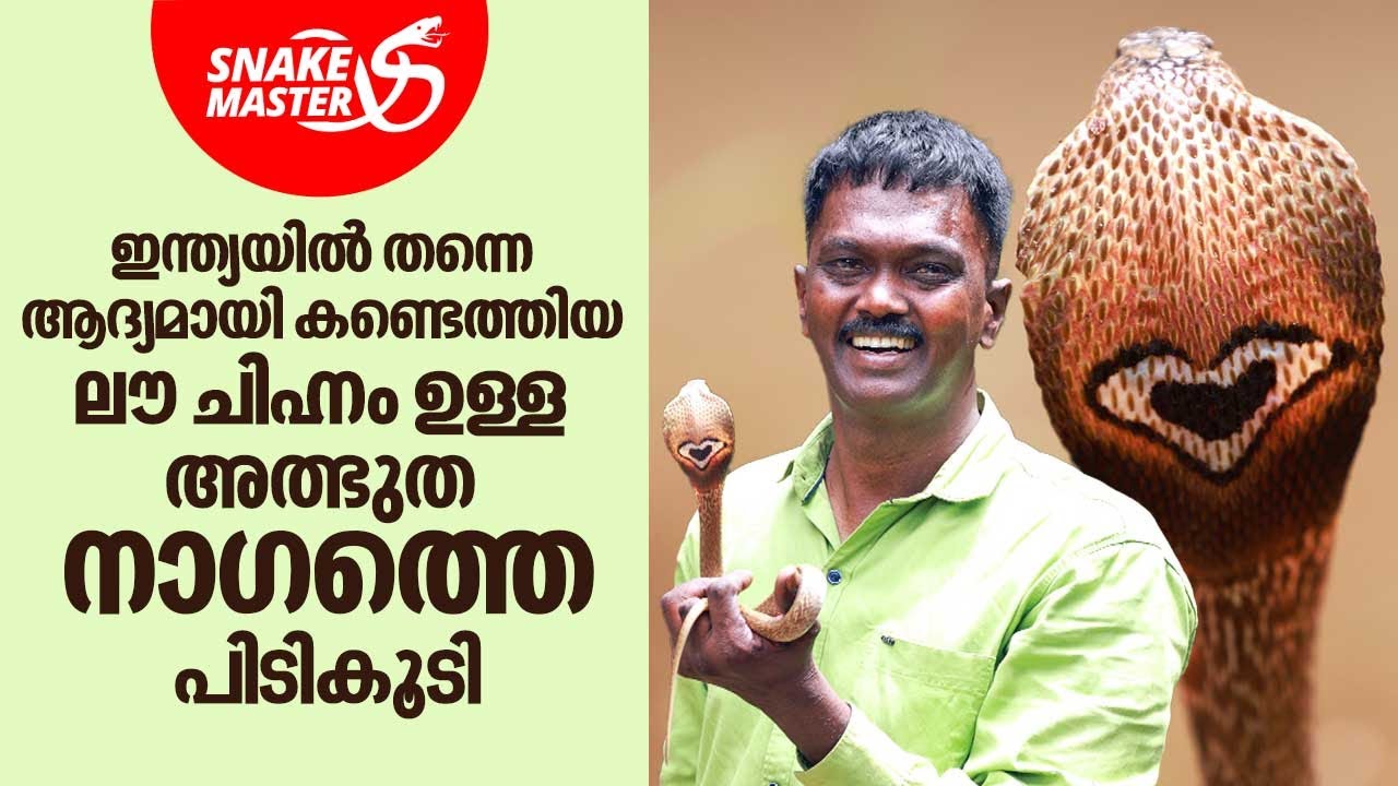 ഇന്ത്യയിൽ തന്നെ ആദ്യമായി കണ്ടെത്തിയ ലൗ ചിഹ്നം ഉള്ള അത്ഭുത നാഗത്തെ പിടികൂടി | Snakemaster EP 1022