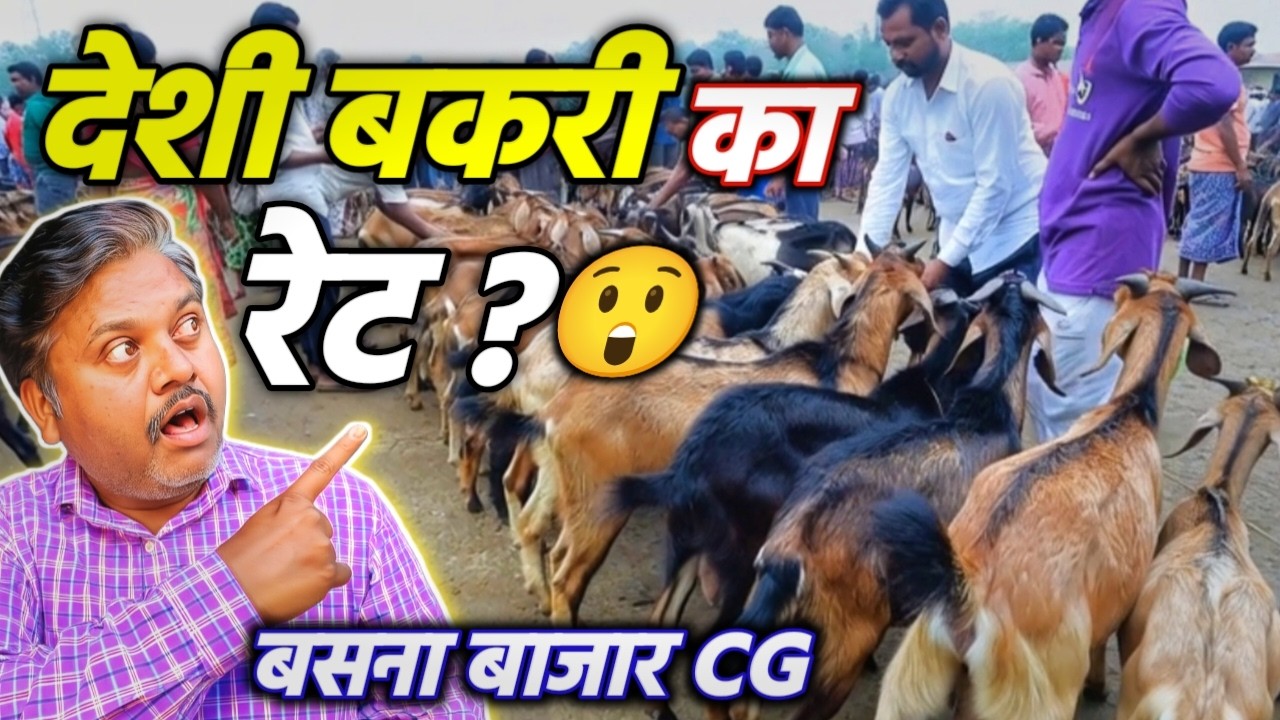 छत्तीसगढ़ की देसी बकरी रेट 😮 | Basna Bakri Bazaar CG