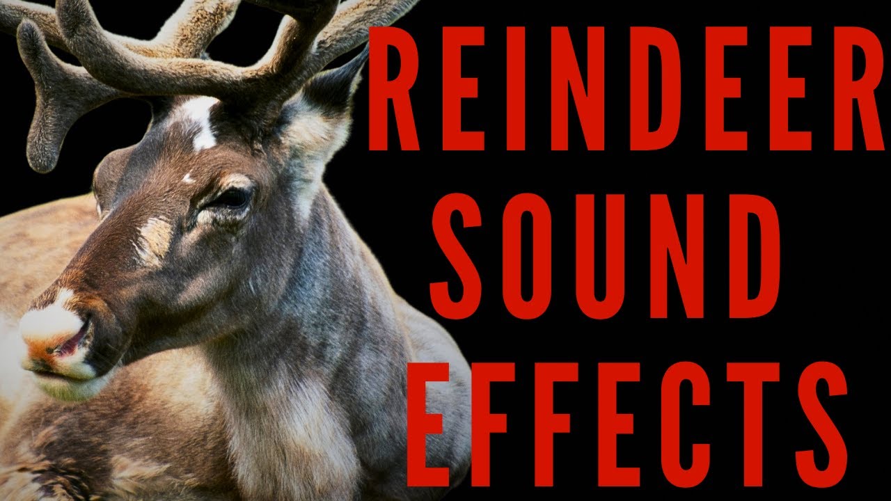 REINDEER SOUND EFFECTS - Reindeer Sounds | maktub_ytv