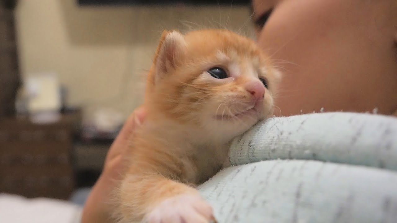 Four Little Warriors Opening Their Eyes | Newborn Kittens Raised By Human
