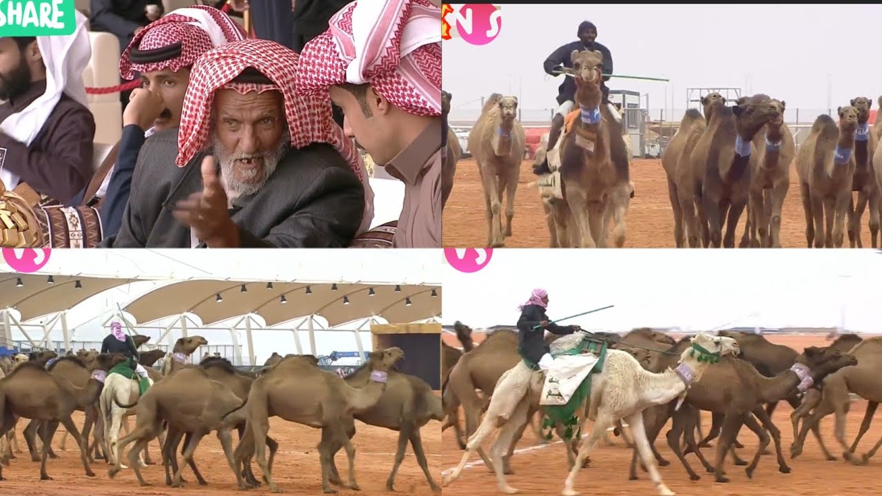 أقوى منافسات طبع الإبل مطنشات - عبيد حجاج الشيباني vs مشعلات - فهد راضي الشيباني المرحلة الثانية