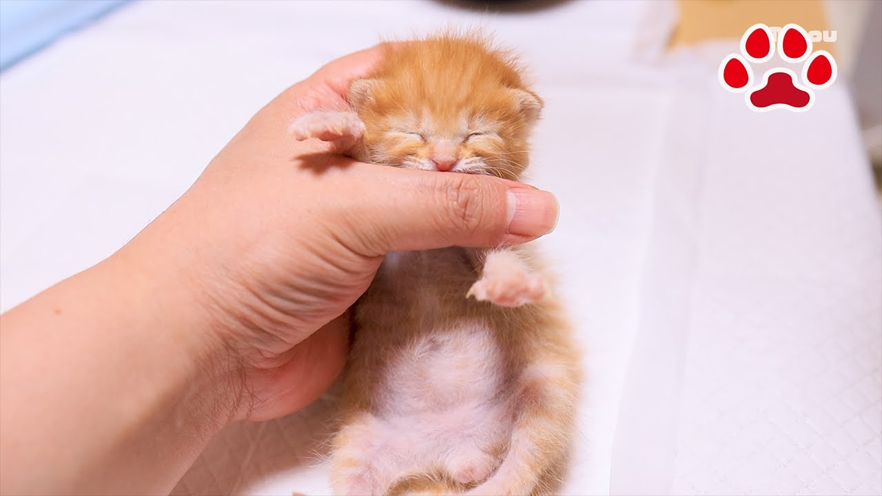 [День спасения 11] Результат 3 изменений. Котята, которые не пьют молоко, наконец-то начали его пить