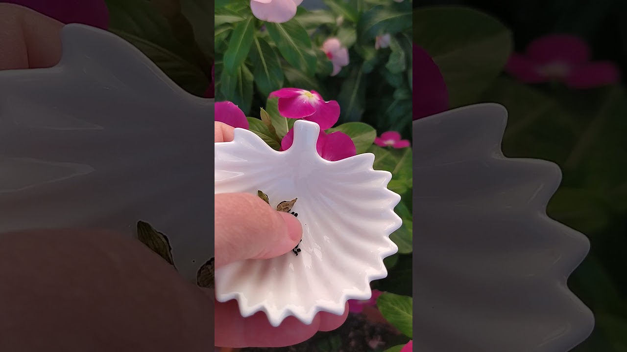Vincalar | Vinca tohumu nasıl alınır ?