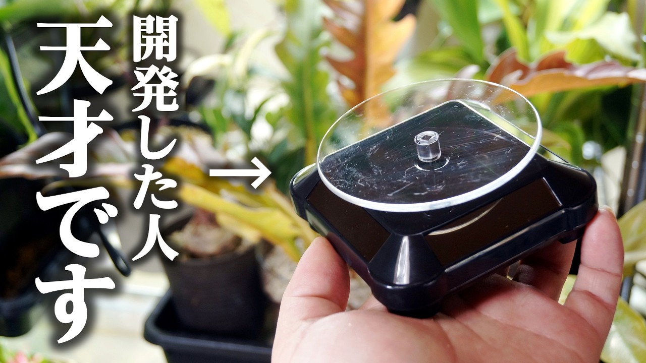 100均が神すぎる！”本気でしたかった事”がこの商品で実現しました【ハオルチア】