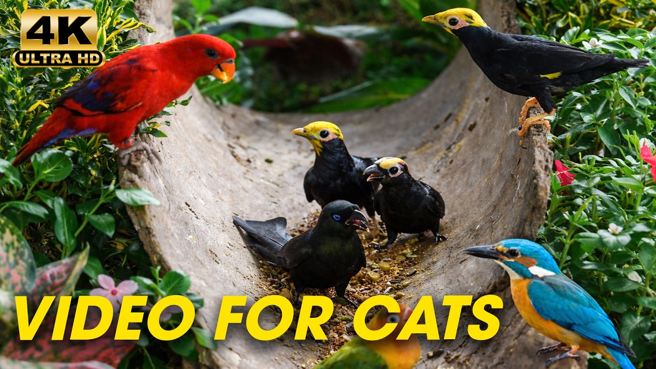 Cat TV for Cats to Watch 😺 Energetic Birds and Bold Red Squirrels 🐿 Cat Games 4K HDR