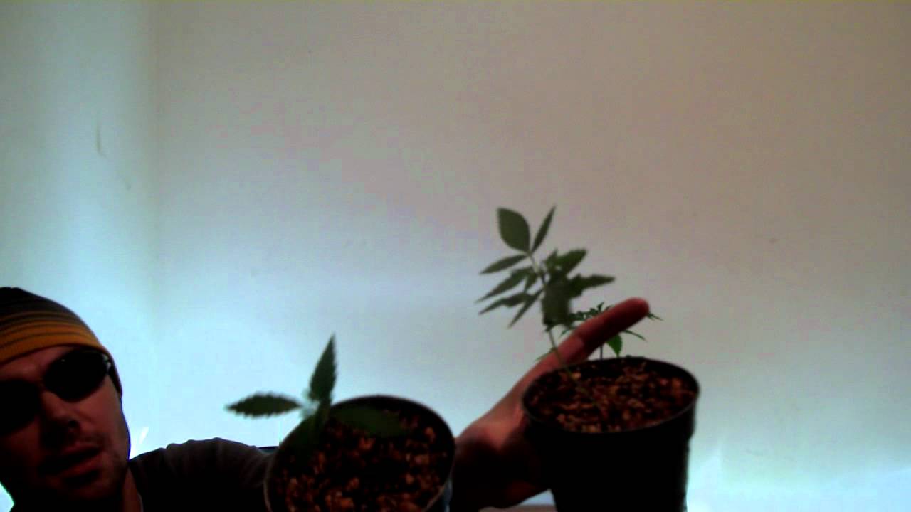 Ganja Creator TV Episode 001:Seedlings