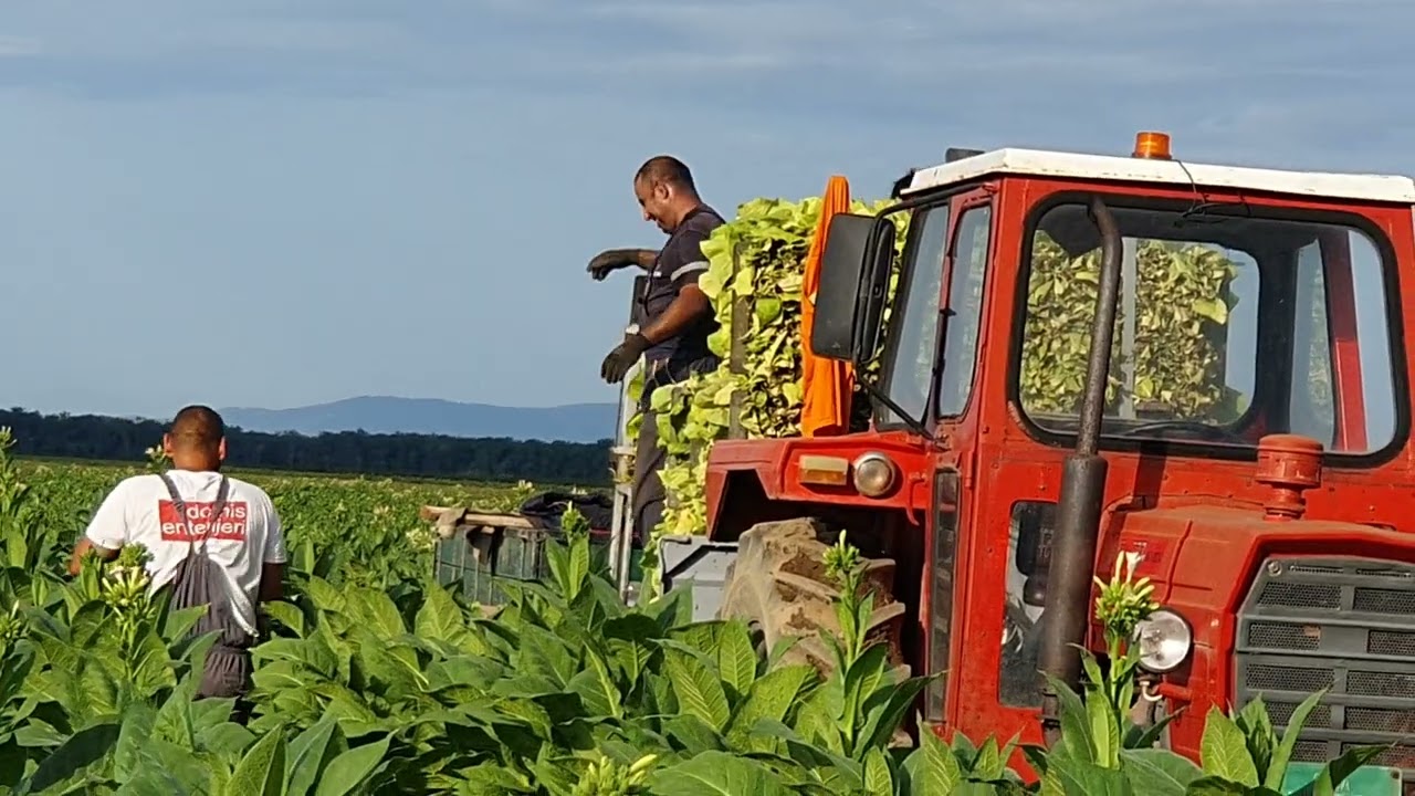 U Sremu berba duvana sorte Virdžinija u gazdinstvu Molović iz Vitojevaca!
