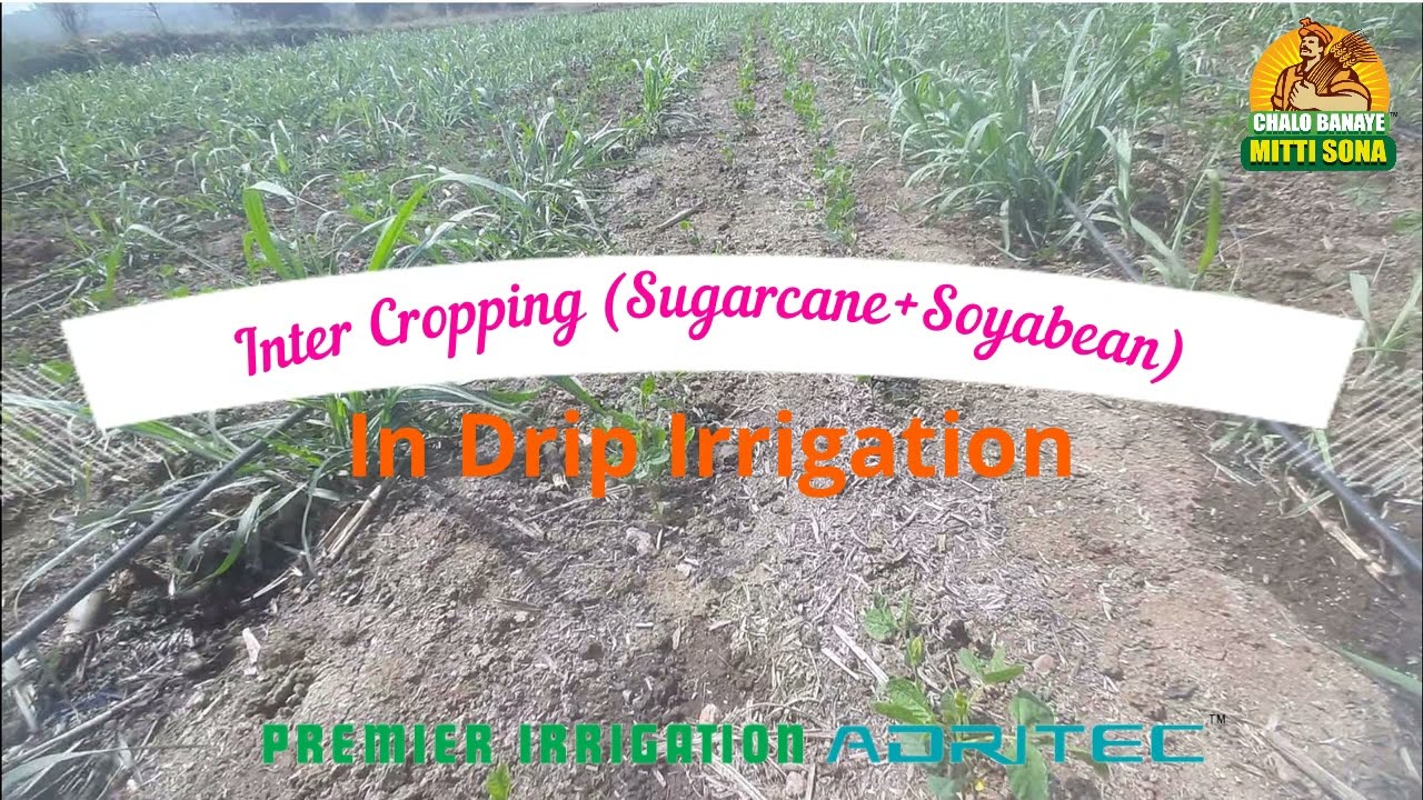 Inter cropping Sugarcane + Soyabean under Drip Irrigation