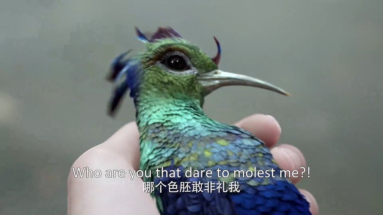 冷面阁主x戏精婢女🐦天煞孤星和小青鸟初遇，就摸遍了别人全身上下 | 中国电视剧