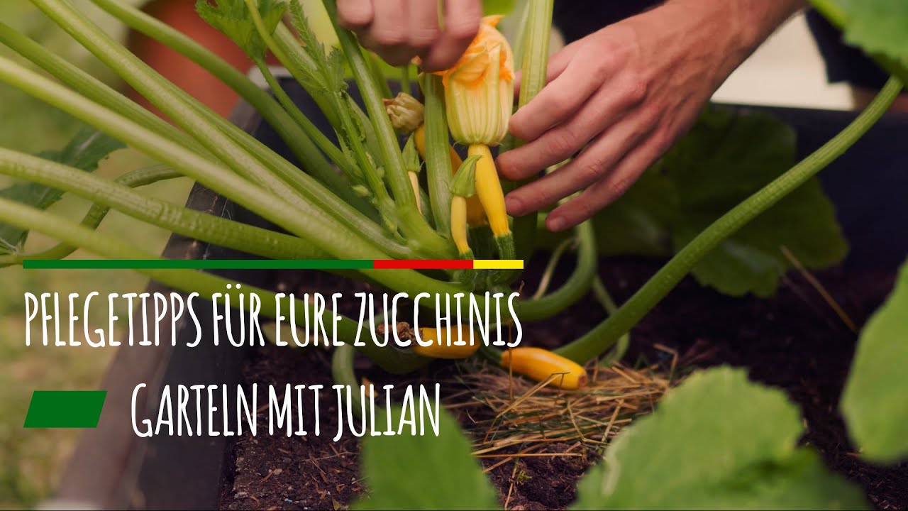 Pflegetipps f&uuml;r eure Zucchinis einfach erkl&auml;rt! 👨🏻&zwj;🌾