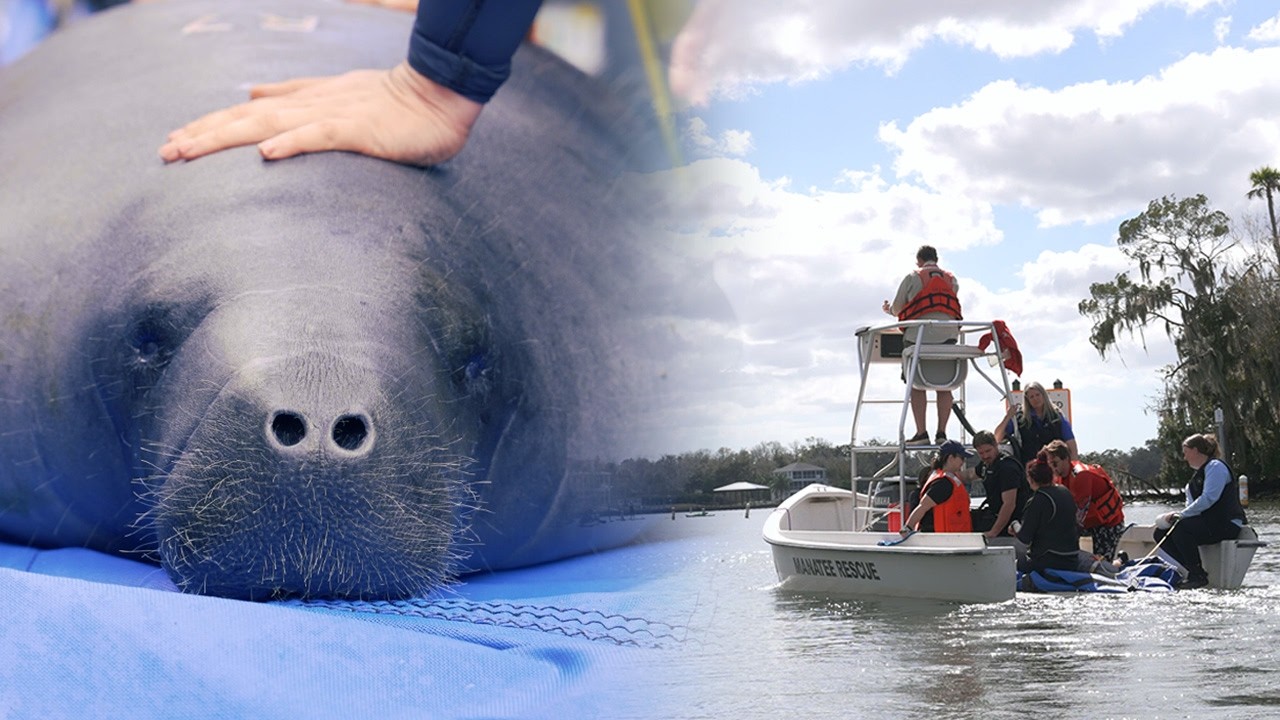 Manatee Rehabilitation: From Rescue to Release