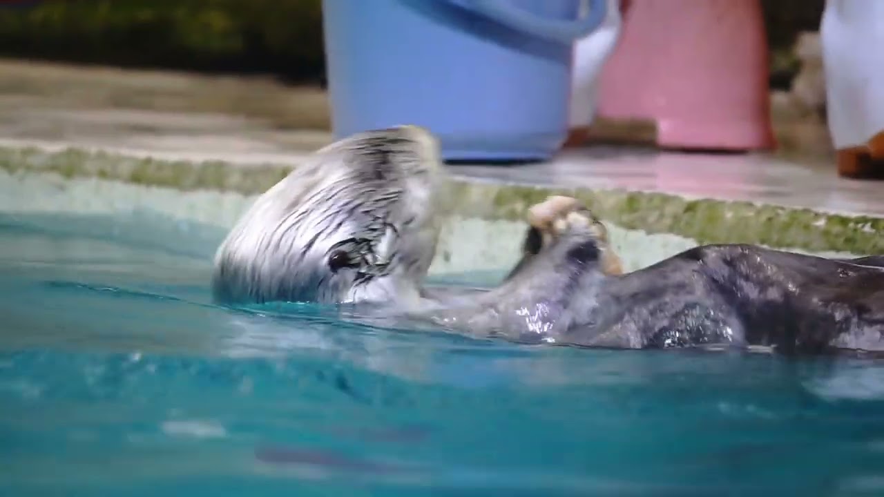 鳥羽水族館 ラッコ キラちゃんが選ぶもの「ご飯に決まってるでしょ！」