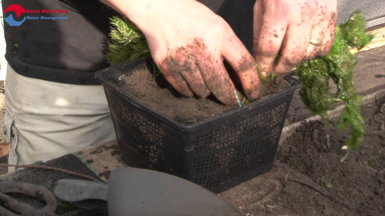 Vijverplanten planten in vijvermandje