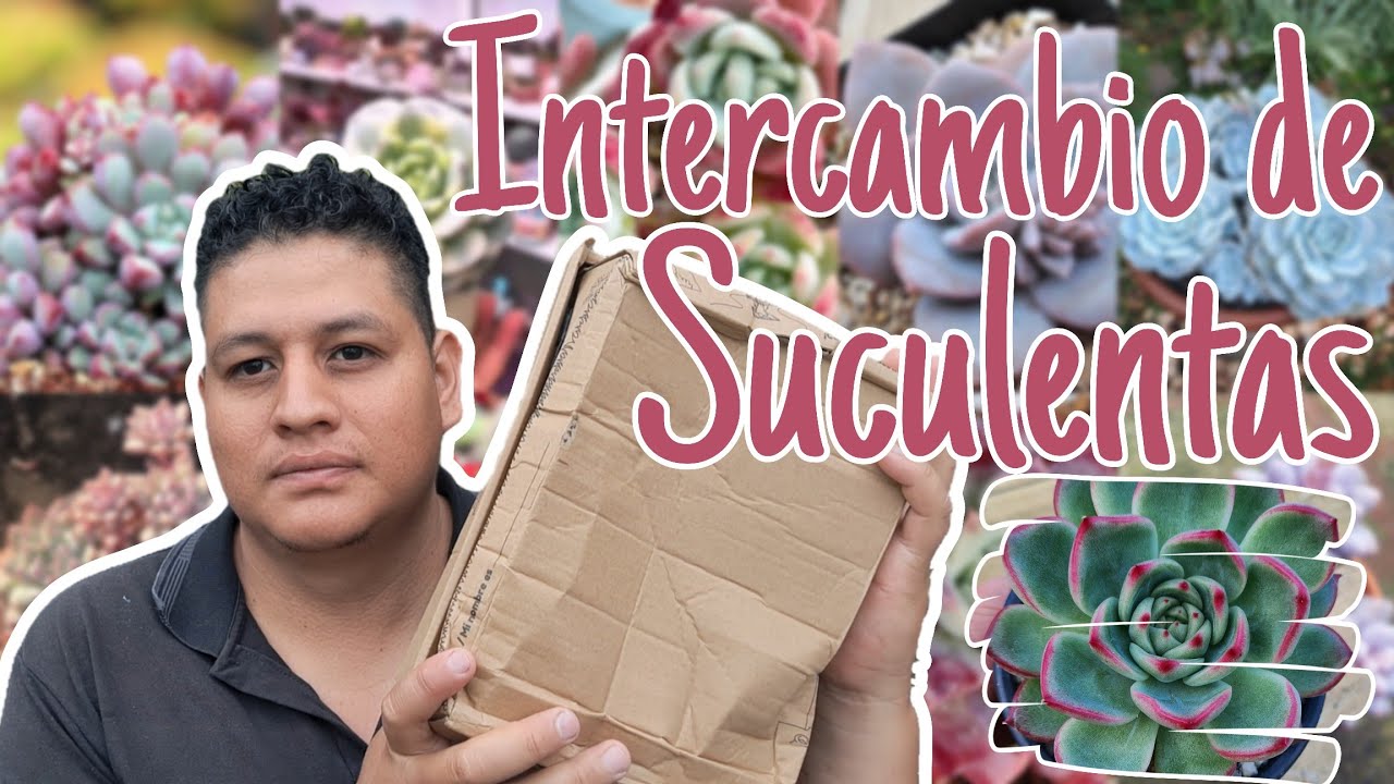 Nuevas y hermosas suculentas se unen a mi colección | Destapando cajita 📦🪷