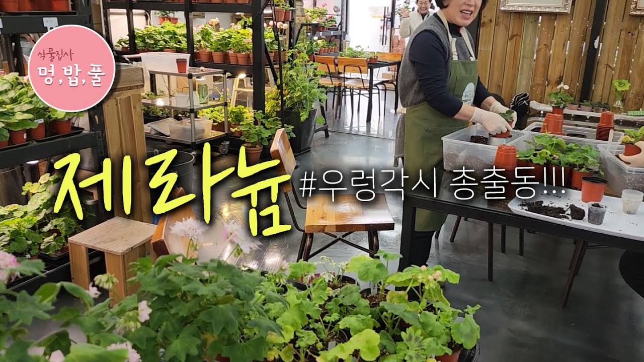 제라늄,멍밥풀의 복귀 첫날!!!  #제품구입은 아래 '더보기'에 있어요