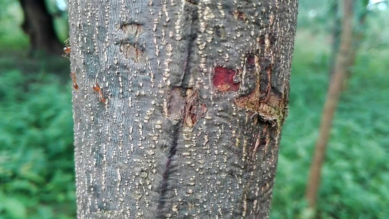 Acacia Mangium 2 years old