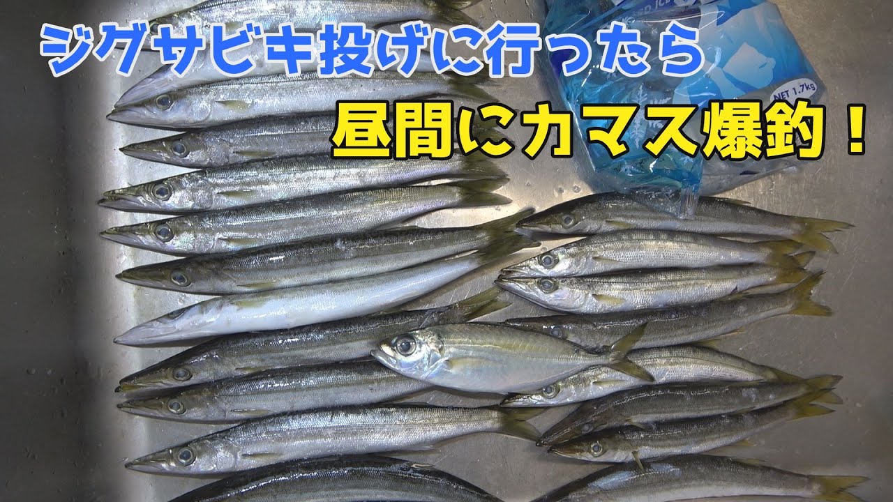 ジグサビキ投げに行ったら昼間にカマス爆釣！