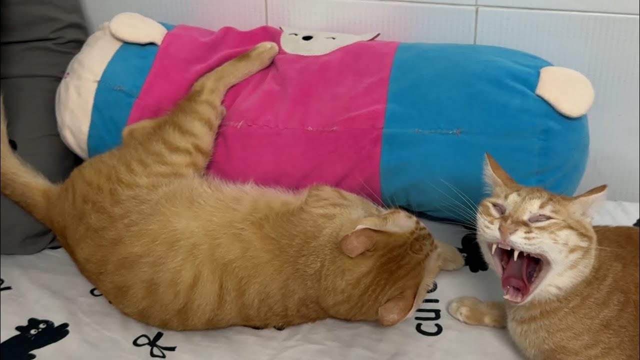 Mèo ôm gối ôm ngủ khò khò
