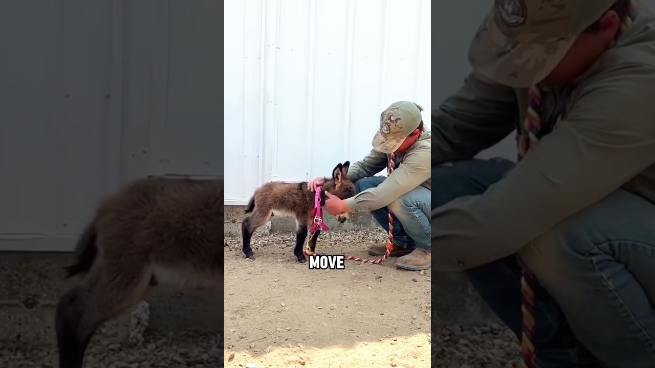 Clingy little donkey #shortvideo #animals #story #cute