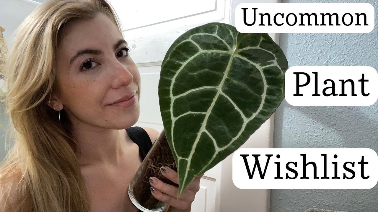 2021 Houseplant Wishlist | Uncommon/Rare Houseplants