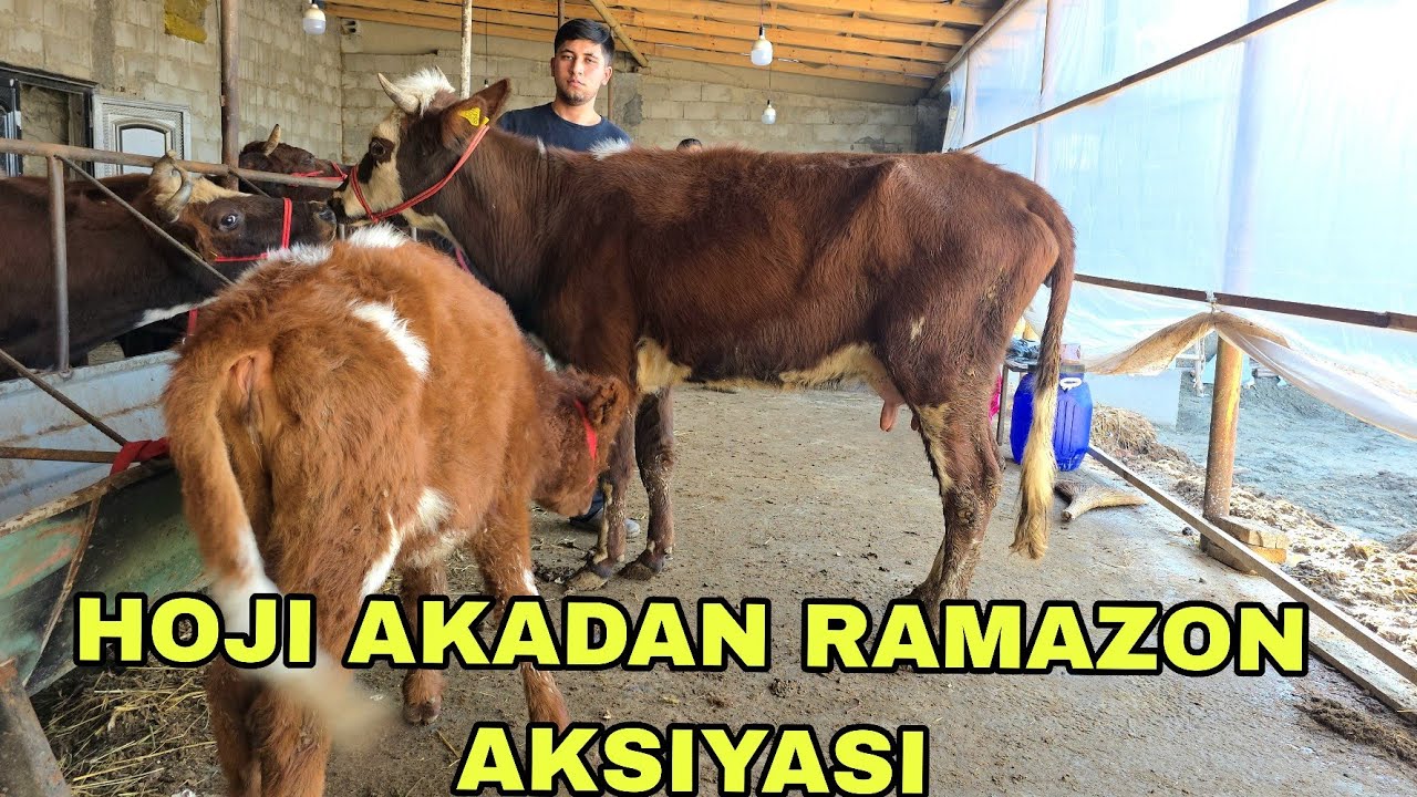 Akbarshox ukamizdan yangi partiya hamyonbop narxlarda ona bola mari va bo‘g‘oz sigirlar 20 02 2026