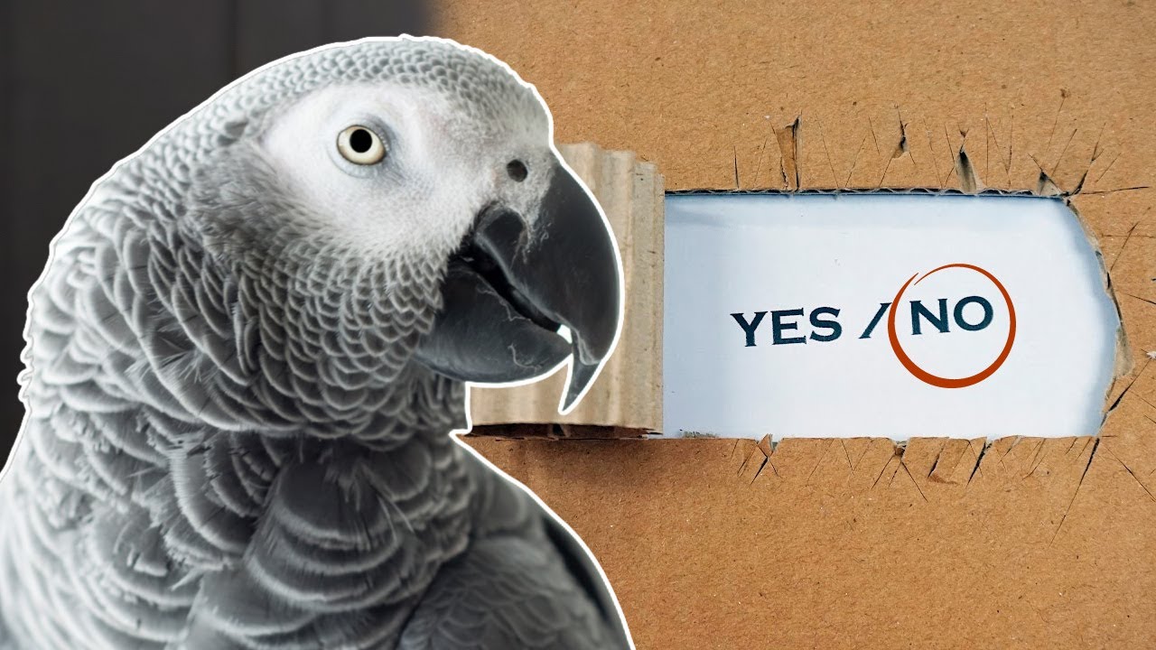 Allowing Your Parrot to Say NO (Who's the BOSS?)