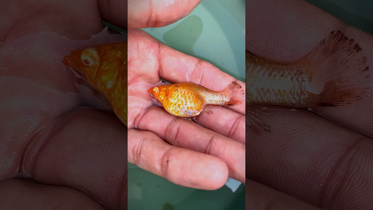 Most Pregnant Mollyfish Female Ready To Give Birth #mollies #mollyfishbreeding #mollyfish #shorts