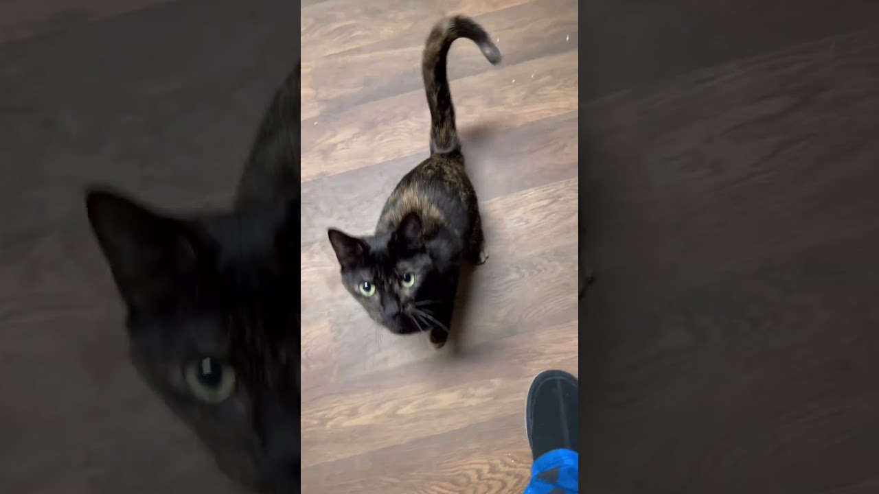 Temptations cat treats are extremely bad for your cat. #cat #pet