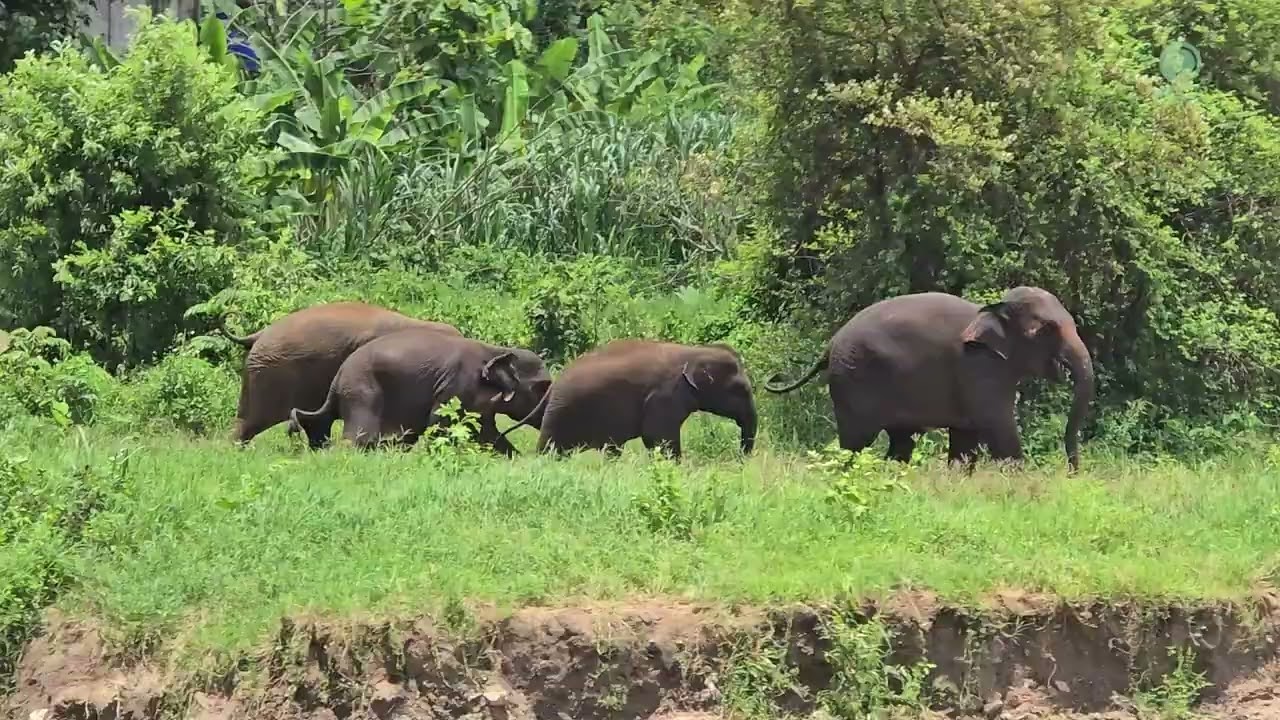Elephants Show What True Family Means - ElephantNews