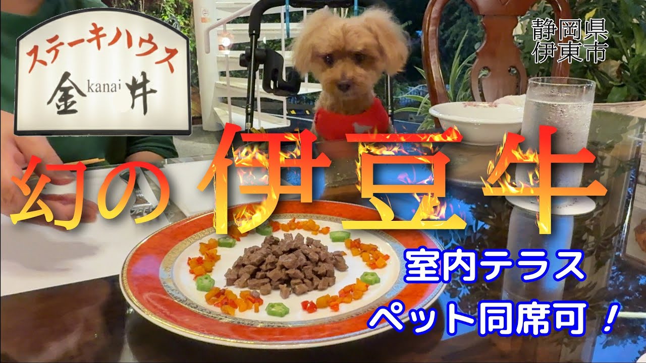 【犬同伴可能】ステーキハウス金井で贅沢ディナー体験！