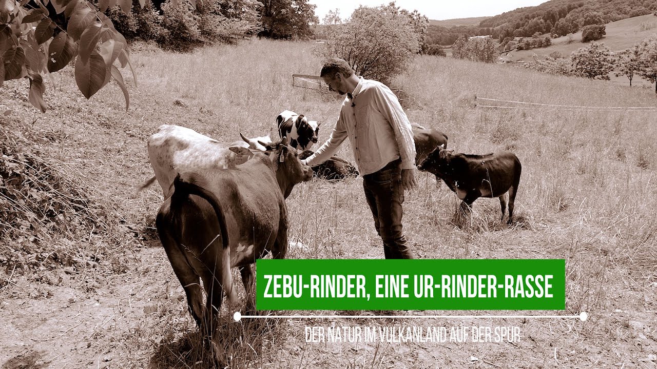 Zebu-Rinder | Der Natur im Vulkanland auf der Spur | vulkantv.at