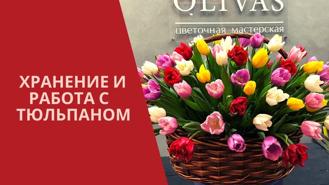Хранение и работа с тюльпанами. Совсем скоро 8 марта, пора готовиться к взаимодействию с тюльпанами