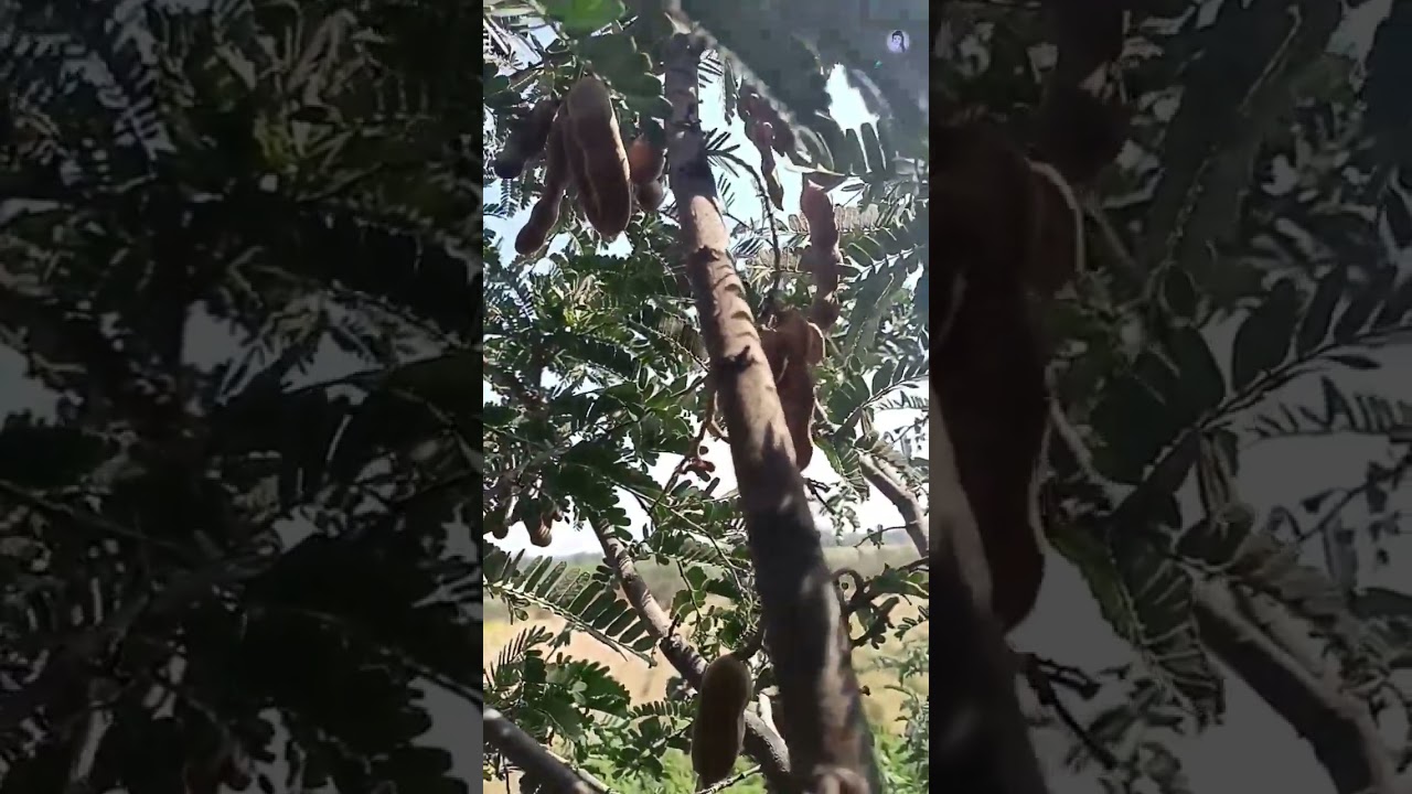 Tamarind tree at my farm #farming #tree