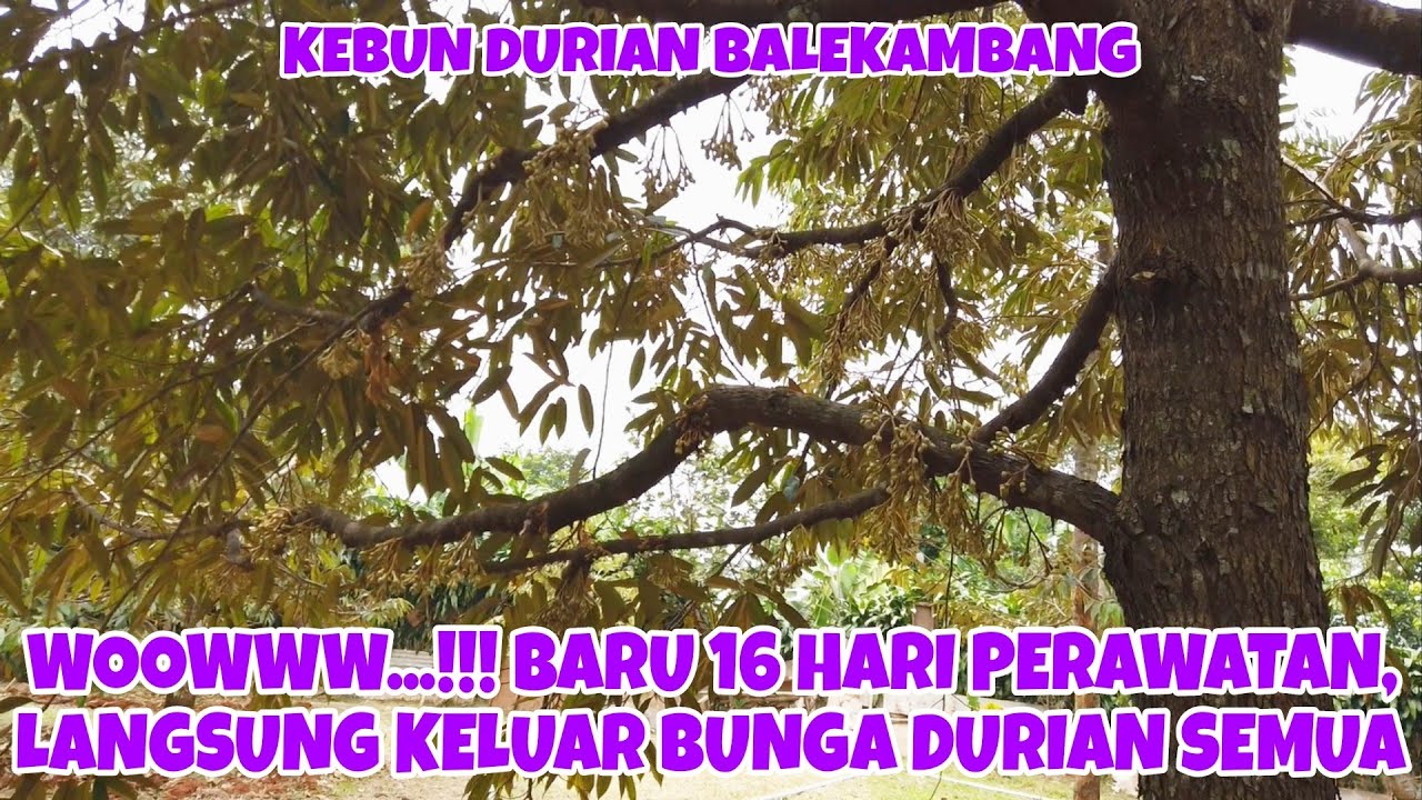 PEMBERIAN PUPUK KIMIA, ANTI HAMA TANAH DAN SETTING IRIGASI KEBUN DURIAN BALEKAMBANG