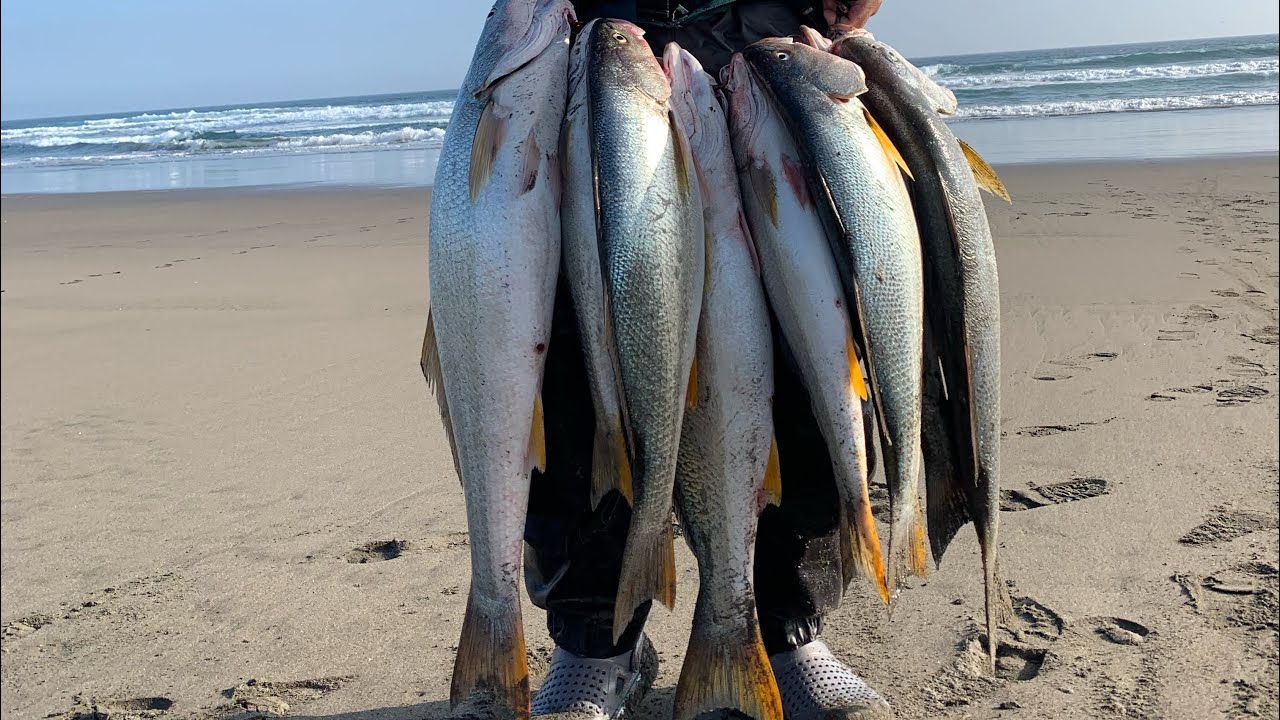 FRENESÍS  DE CORVINA 🤯 PESCANDO CON CHISPAS (Jigs Fish) 🐟 #12