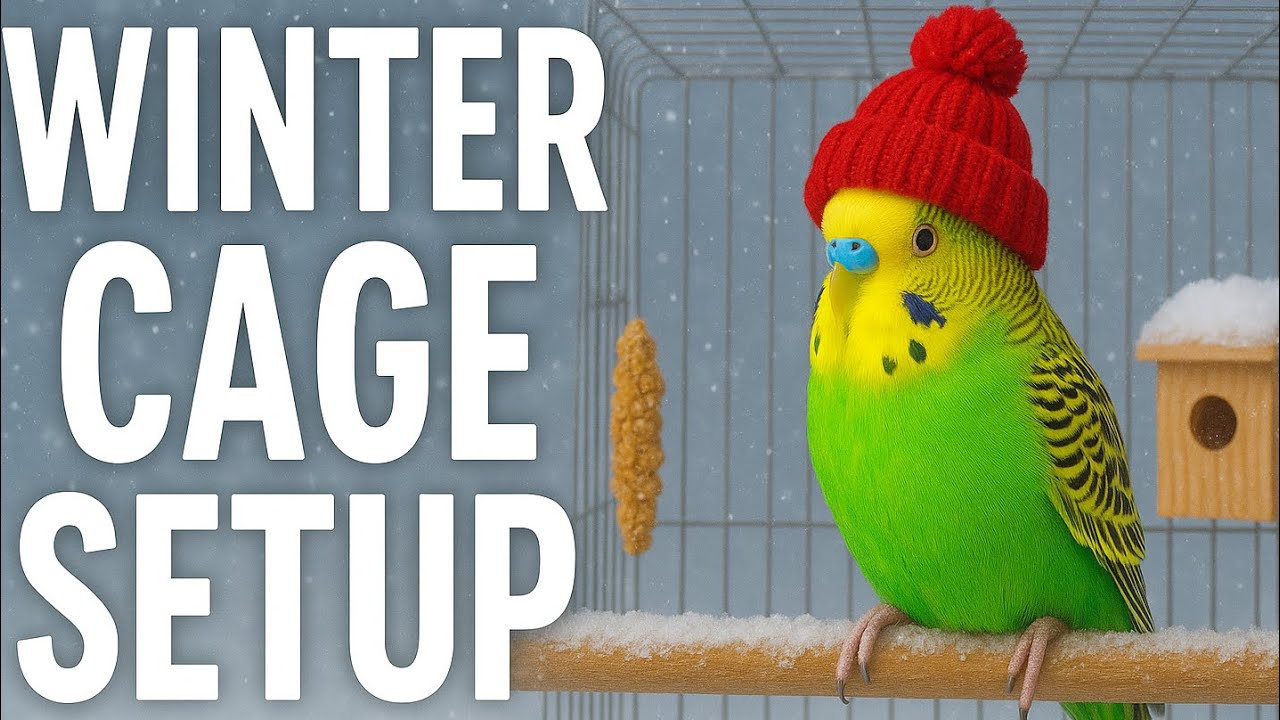 👉 Winter Cage Setup for Budgie | Protect Budgie from Cold in Metal Cage | Homemade Setup