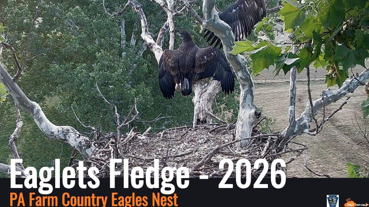 PA Farm Country Eagles - Both Eaglets Fledge 2026
