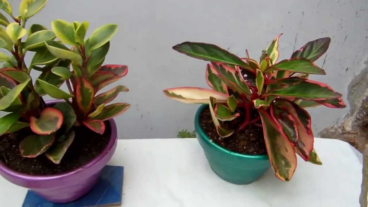 La Peperomia ,planta de interior