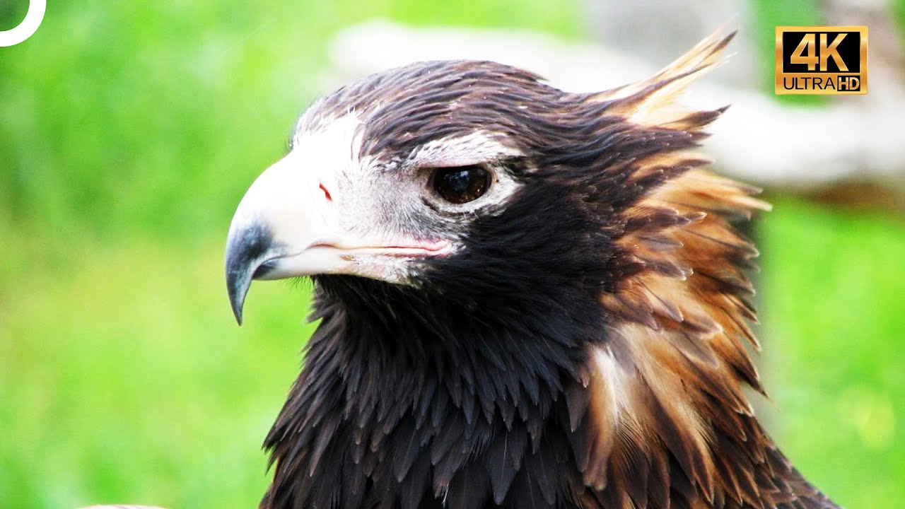 G&Ouml;KY&Uuml;Z&Uuml;N&Uuml;N EN VAHŞİ EFENDİLERİ! 🦅 | T&Uuml;RK&Ccedil;E DUBLAJ | 4K HAYVAN BELGESELİ