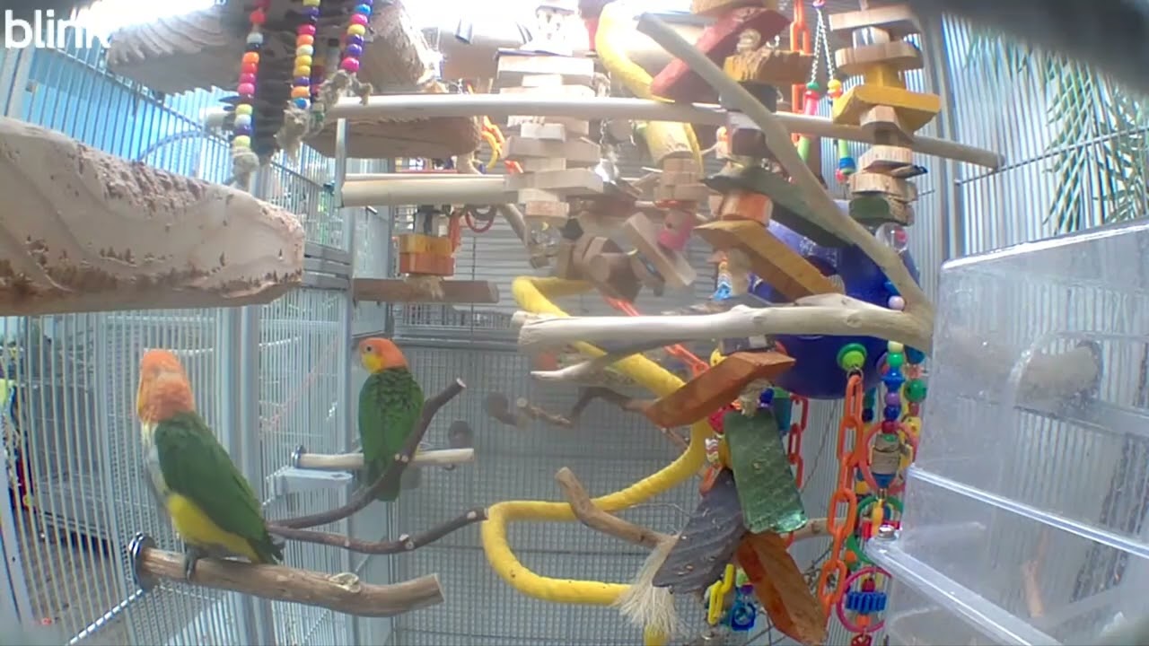 Good morning and Happy Thursday everybirdy!!!