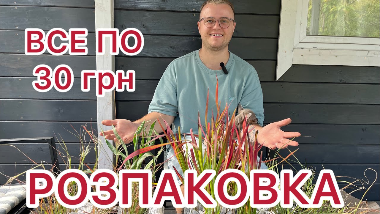 Бюджетна розпаковка злакових рослин по 30 грн!