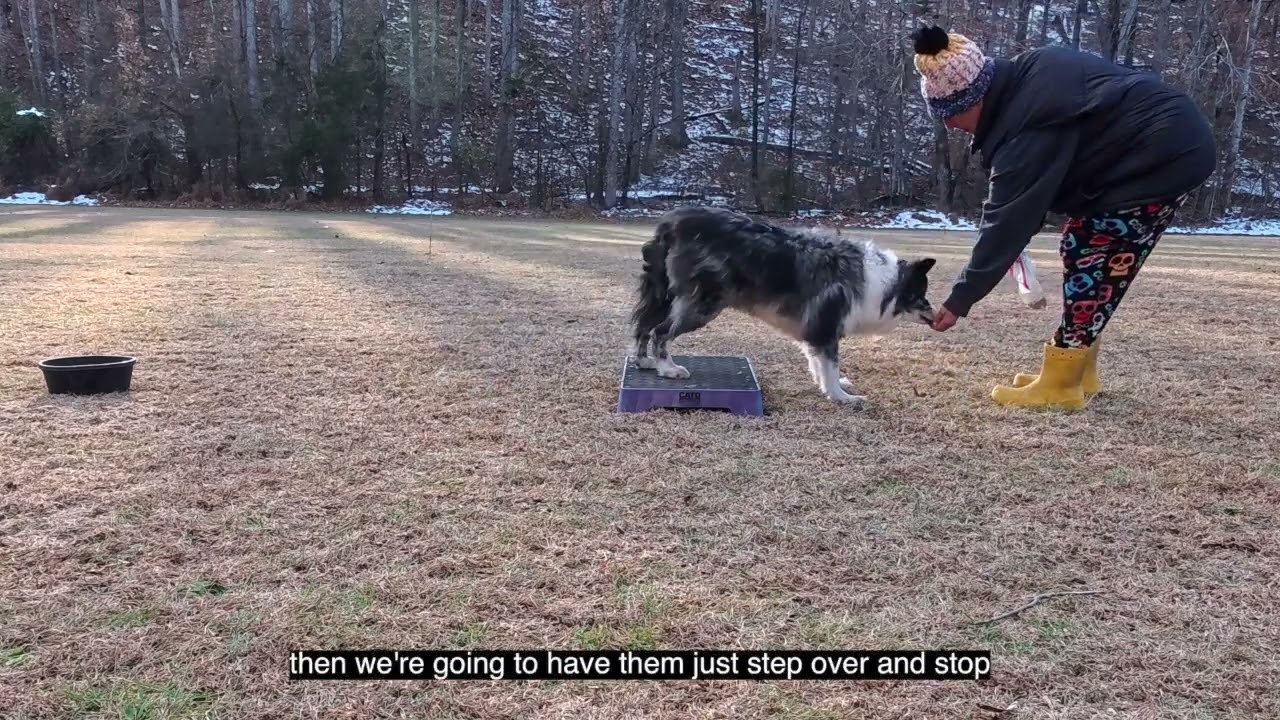 16 year old Senior Dog Fitness Tandem Front  Back Feet up switch