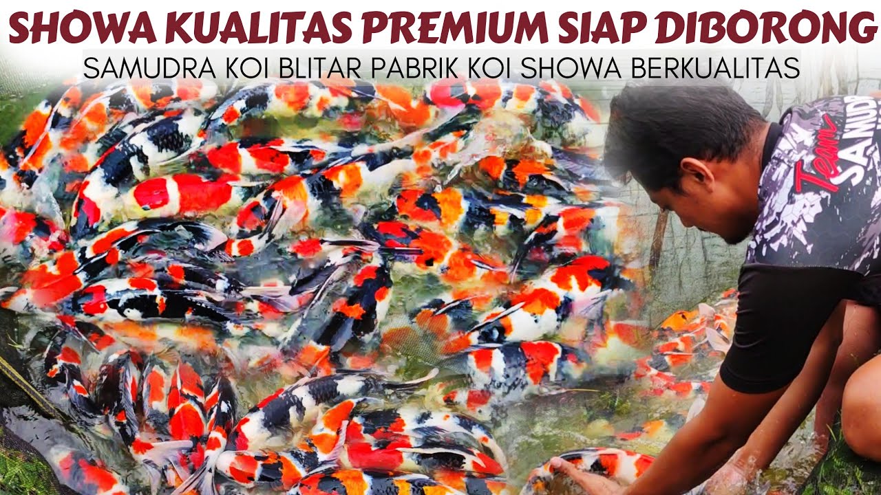 EDAN INI❗Sekolam Isinya 100 Ekor Showa Super Strong