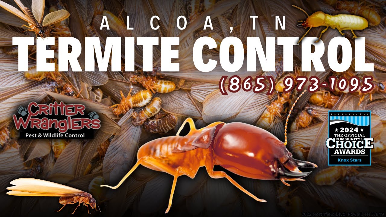 Alcoa, TN Termite Control Services (865) 973-1095 - Critter Wranglers, LLC