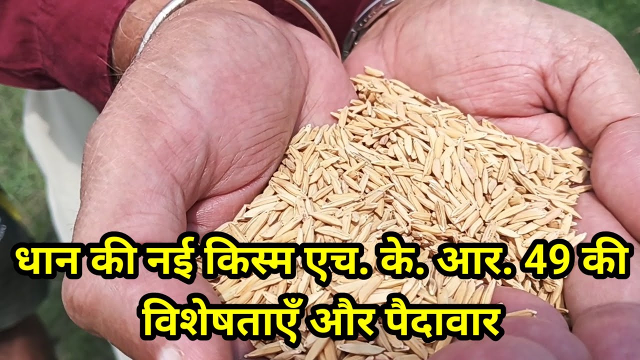 धान की नई किस्म एच. के. आर. 49 की विशेषताएँ और पैदावार #hkr49