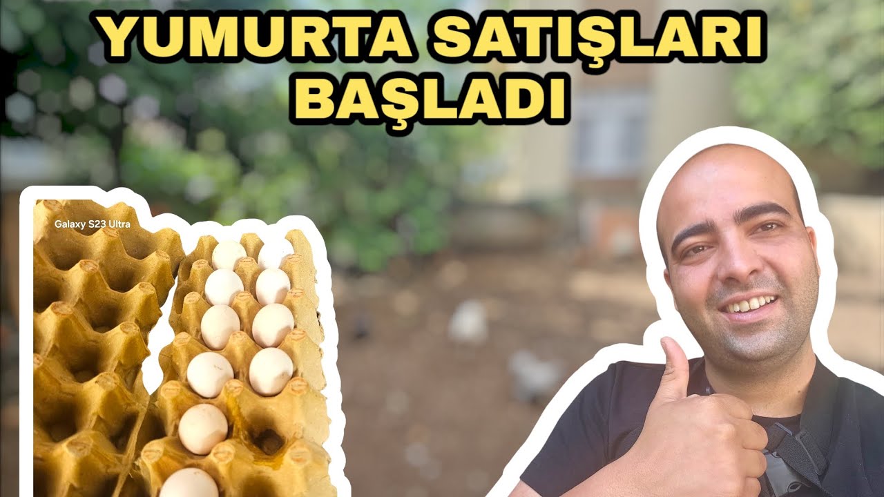YUMURTA SATIŞLARI BAŞLADI | İSPENÇ CÜCE COSHİN FİZAN BRAHMA